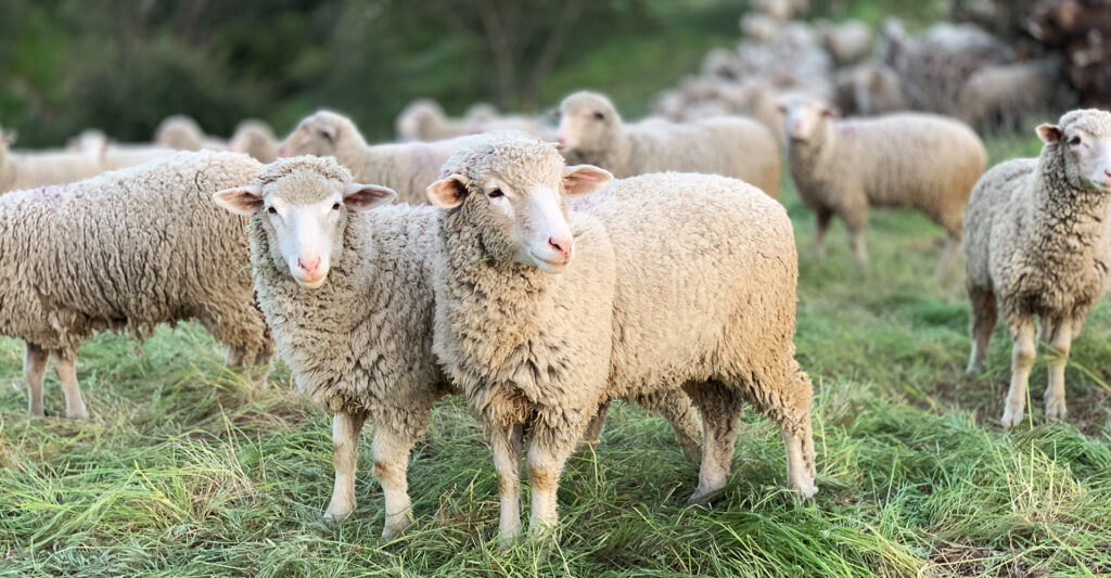One Flock Under One Shepherd